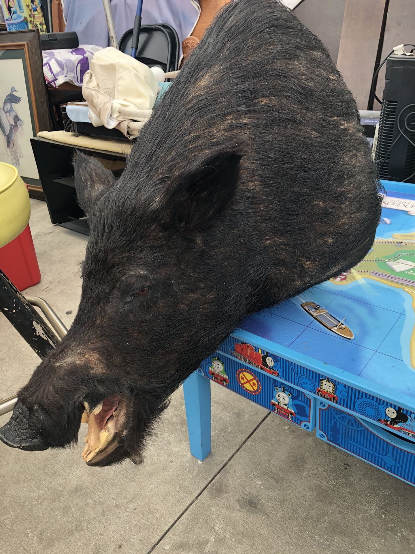 black pig head for wall
