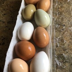 Sparkle Farm : Free Range Duck & Chicken Eggs