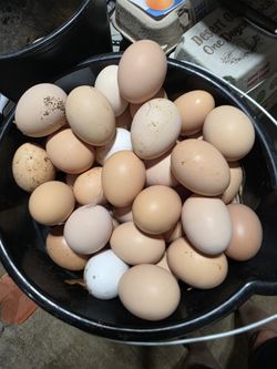 Fresh Farm Eggs - Unwashed