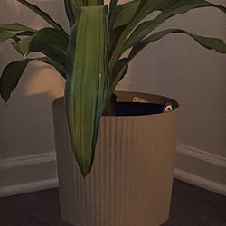 Beautiful Healthy Plants for Sale – Fresh, Lush & Ready for a New Home!