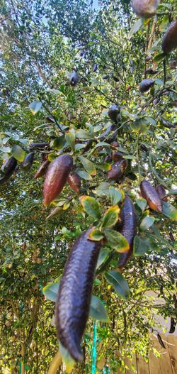 Fresh Naturally Grown Finger Limes