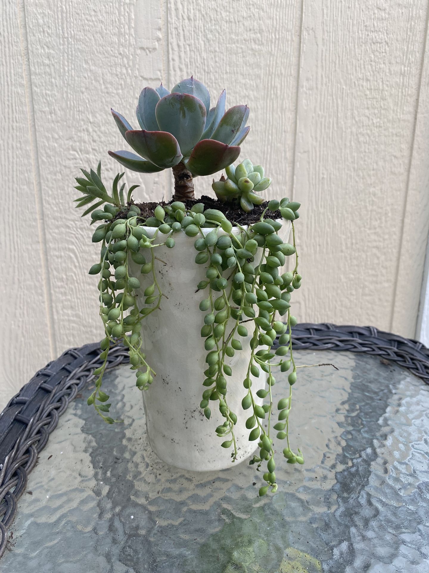 Beautiful Large Hanging Succulents 