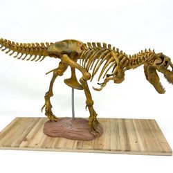 Museum Display T-Rex Skeleton – Large 1:10 Fossil Replica