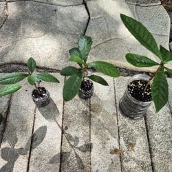 #7 Japanese plum trees Plant All Together 