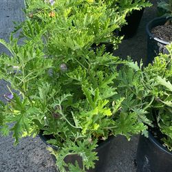 🦟 Citronella