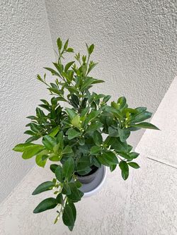 Calamondin/Calamansi