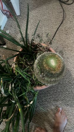 Gorgeous cactus senseveria