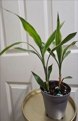 Plant