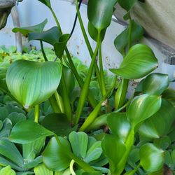 water-hyacinth Plant $10 EACH , 3 For $20 