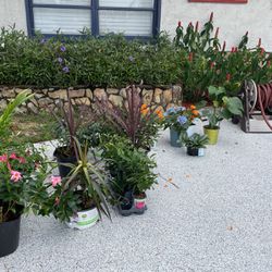 Lots Of Plants Selling For 4or 8 And $12
