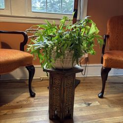 Fishbone Cactus in CB2 Hanging Planter