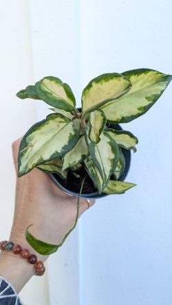 Hoya Carnosa Variegated Krimson Princess Plant 4" Pot - Indoor House Plants 