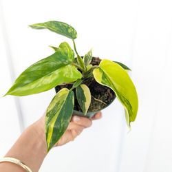 Collector's Plant: Philodendron Florida Beauty Variegated 4" Pot - Indoor House Plants