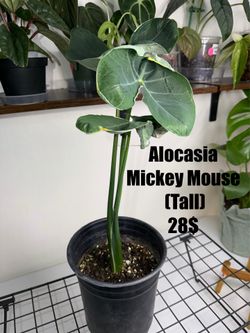 Alocasia “Mickey Mouse”