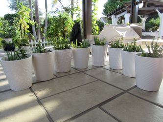 8 White Different Patterns Garden Pots With Succulents