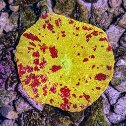 Fake plastic corals