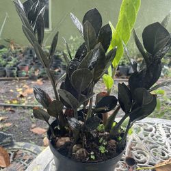 Raven ZZ Plant. Rare, Unique. Limited Quantities