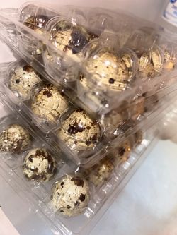 Fresh Quail Eggs