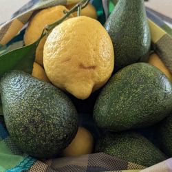 Fuerte avocados From Backyard Tree