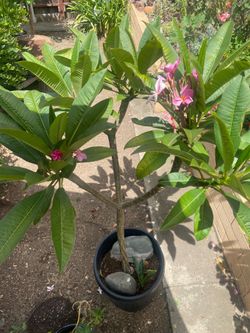Plumeria
