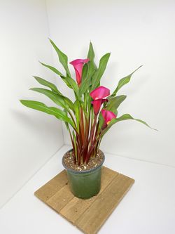 Calla Lily