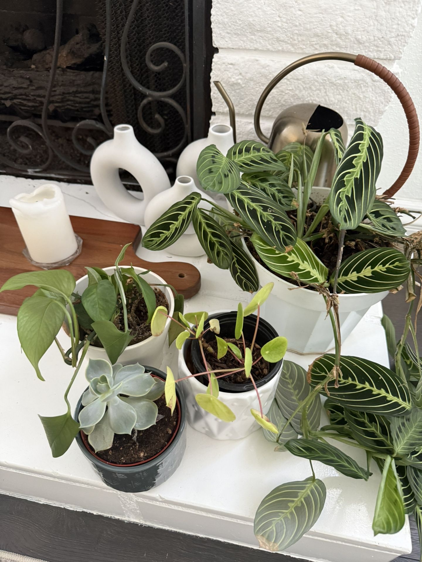 Plants