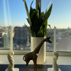 Medium Potted Snake Plant