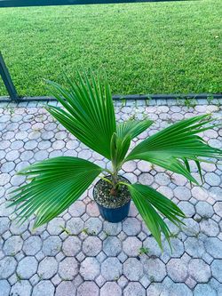 Fiji fan palm (Pritchardia Pacifica)