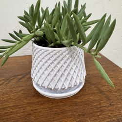 3D Printed Planter with Live Plant 