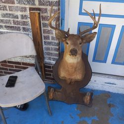 Whitetail Mounted Dear Head
