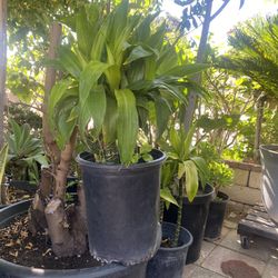 Plant For Sale