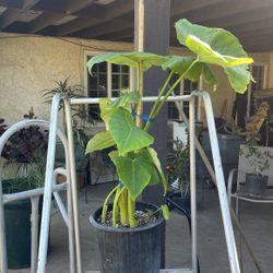 Beautiful Elephant Ear $19 Each