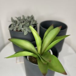 Modern Flower Pot – Indoor/Outdoor