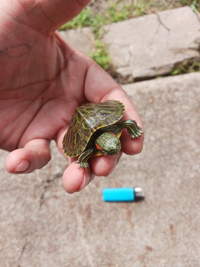 Baby Turtles 