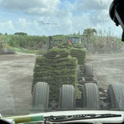 Palmetto Sod 
