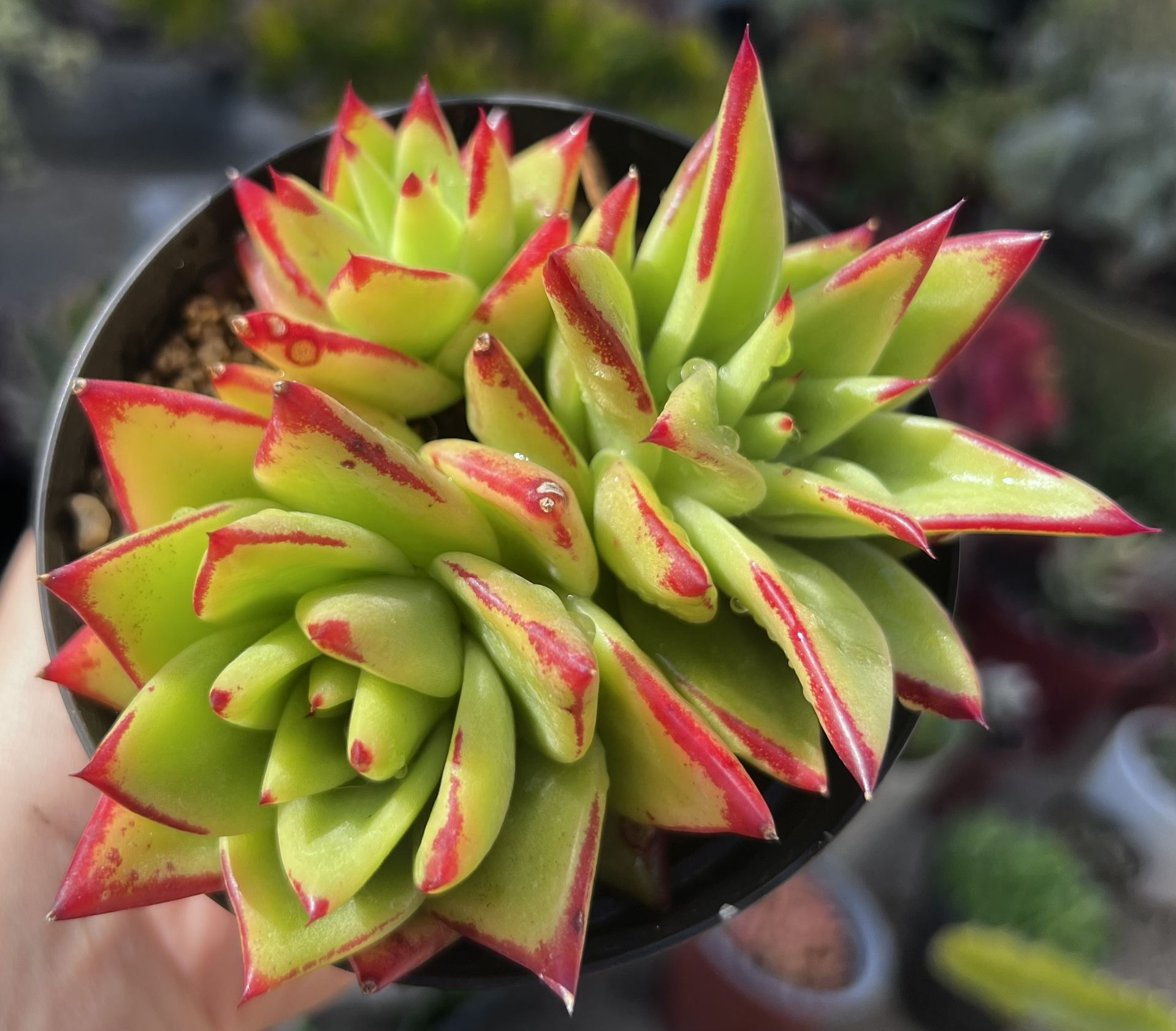 4" Echeveria Agavoides “Lipstick” (Exotic Succulent)