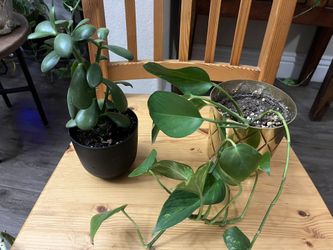 Pothos & Jade Plants