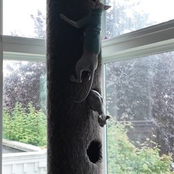 Floor-to-ceiling Cat Tower with interior tunnels