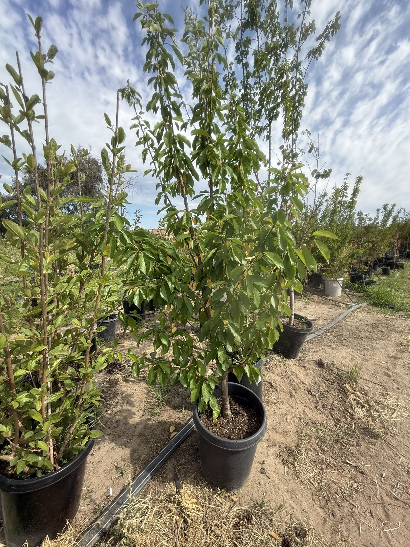 árboles de cherry durazno 🍑 y nectarines en uno mismo