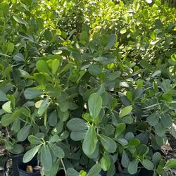 Clusia Hedge/plant