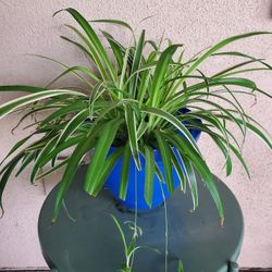 Rare Variegated Spider Plant In Royal Blue Pot