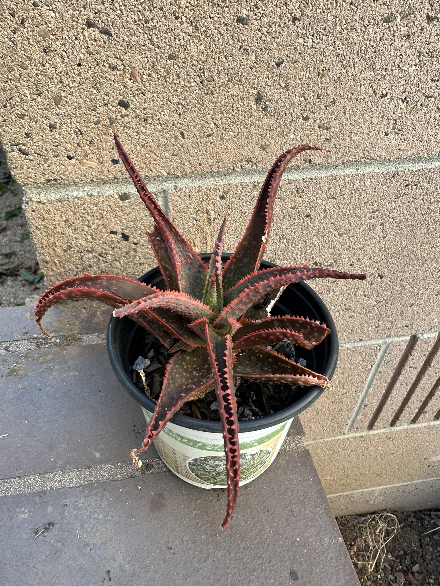 Red Aloe