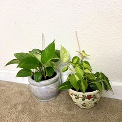 Pathos Plant 🪴 Brasil philodendron Plant