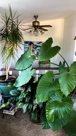 plants & flower pots/planters