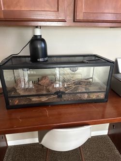 Bearded dragon/cage