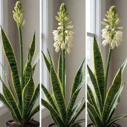 Variegated Mother In Laws Tounge Plants 🪴🐍