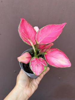 4” aglaonema sunset