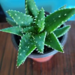 Faucaria Succulent Plant Species 