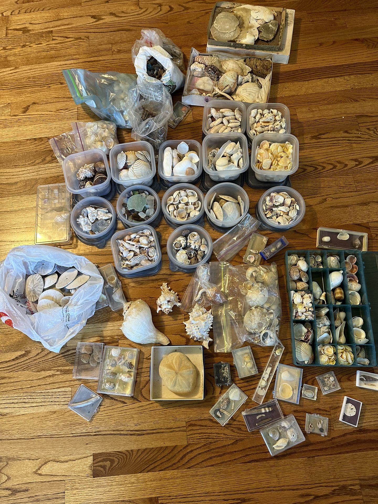 Extensive Shell Collection 