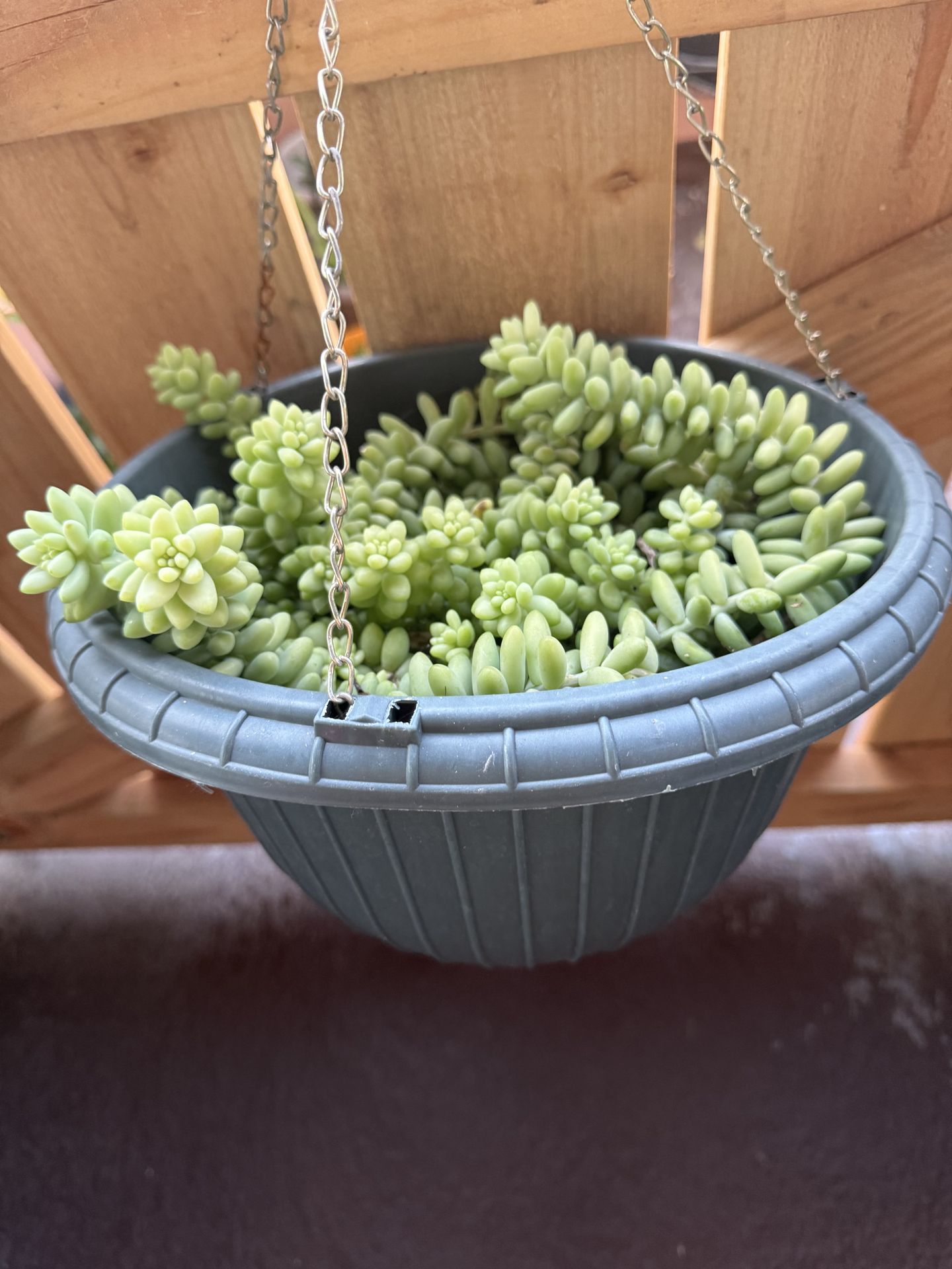Burros tail succulent